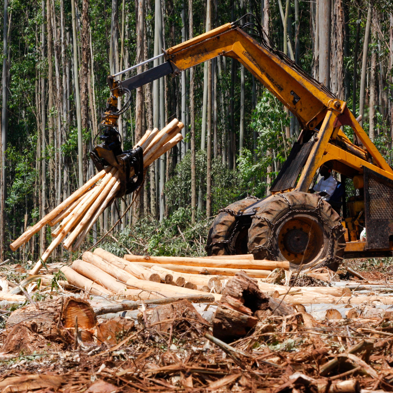 HWJ Timbers Project