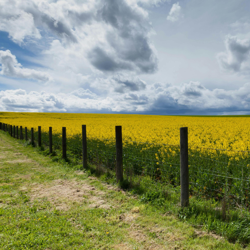 HWJ Timbers Project